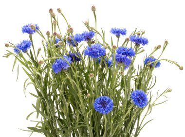 Mavi Peygamber Herb