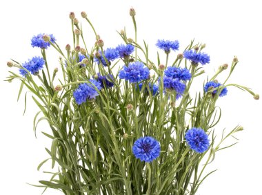 Blue Cornflowers Herb clipart