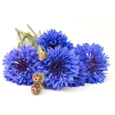 Blue Cornflowers Herb clipart