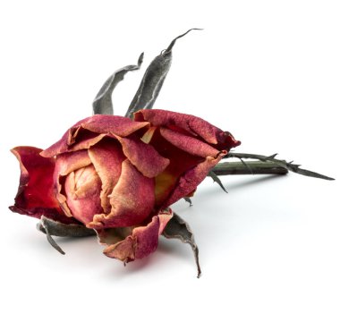 kurutulmuş gül çiçek kafa 