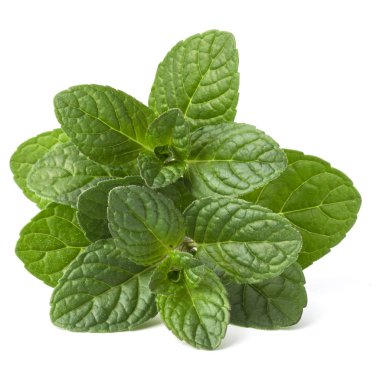 Taze nane yaprağı. 