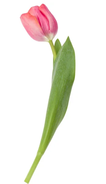 Tulpenblüte isoliert — Stockfoto