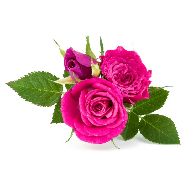 Rosa rosa flores cabeza — Foto de Stock