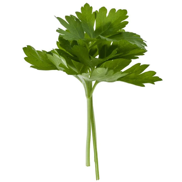 Fresh parsley herb leaves — Stock Photo, Image