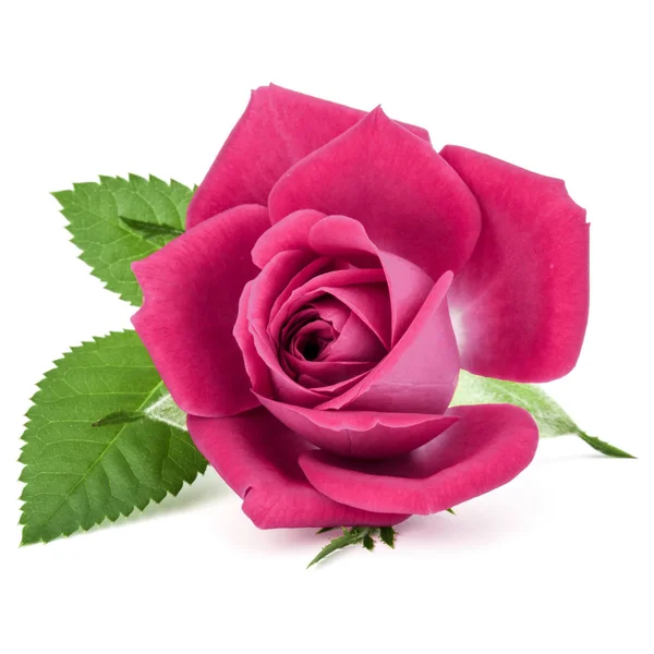 粉红色的玫瑰头花 — 图库照片