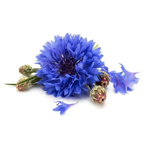 Blue Cornflowers Herb — Stock Photo, Image