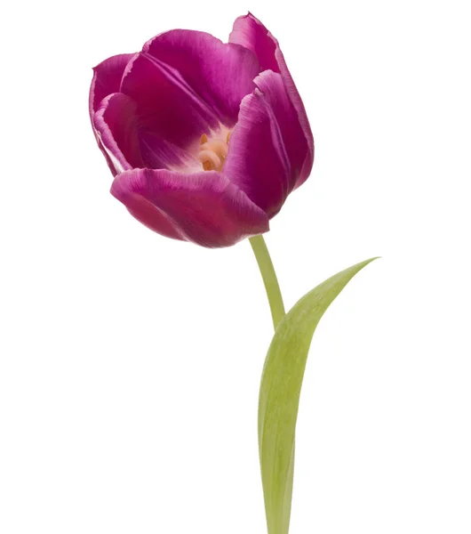 Tulpenblüte isoliert — Stockfoto