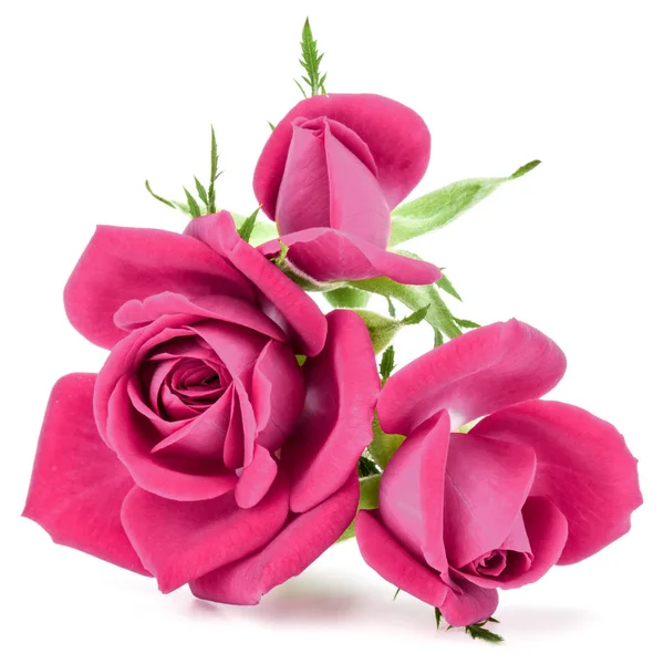 Pink rose flower heads — Stock Photo, Image