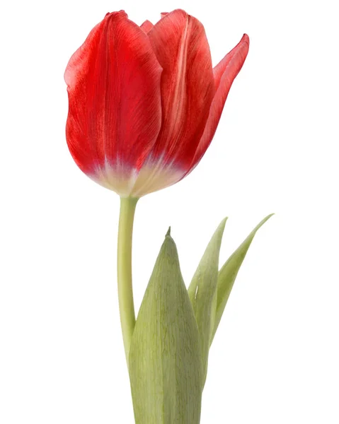 Rode tulip flower hoofd — Stockfoto