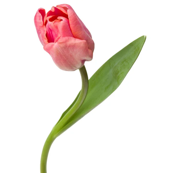 Un fiore di tulipano rosa — Foto Stock