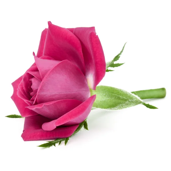 Pink rose flower head — Stock Photo, Image