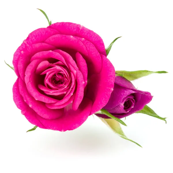Růžové růže květ hlav — Stock fotografie