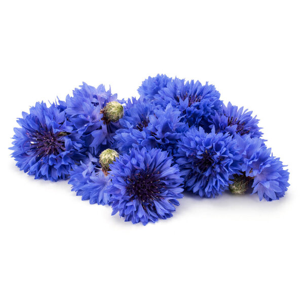 Голубые корневища
