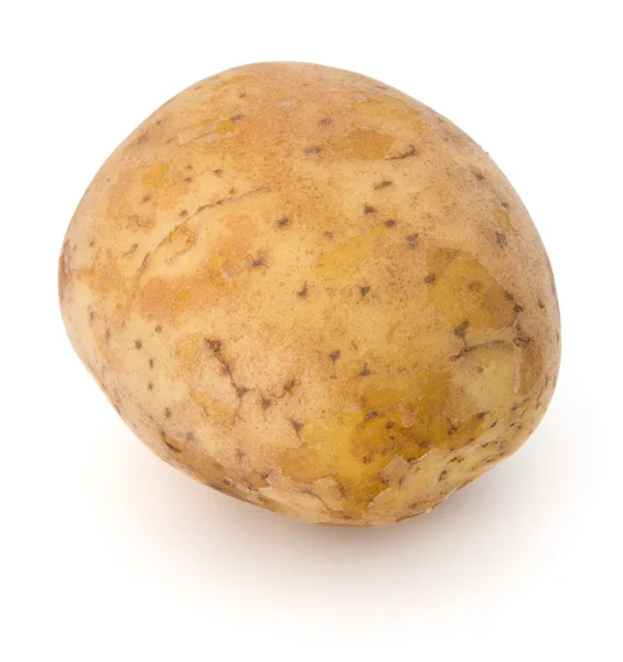 Nieuwe aardappel Knol — Stockfoto