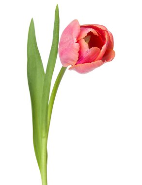 Bir pembe lale çiçeği. 