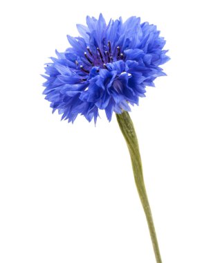 Mavi Peygamber Çiçeği Herb 