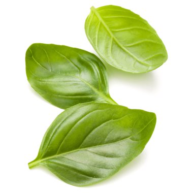 Fesleğen bitki yaprakları 