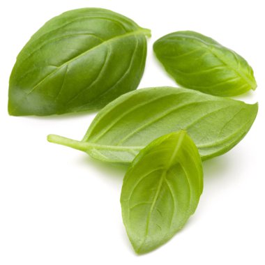 Fesleğen bitki yaprakları 