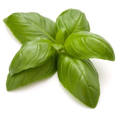 Fesleğen bitki yaprakları 