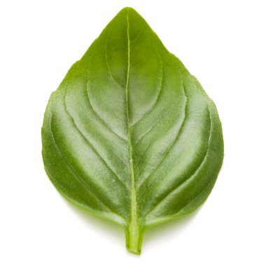 Fesleğen bitki yaprak