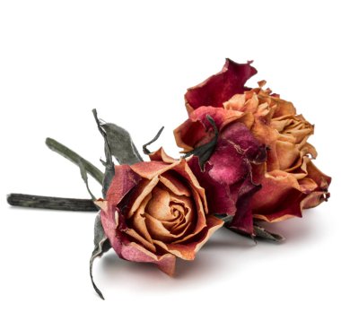 kurutulmuş gül çiçek başları