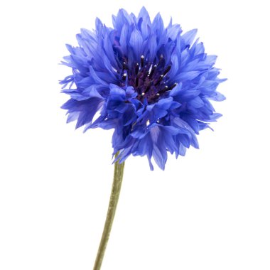 Mavi Peygamber Çiçeği Herb 