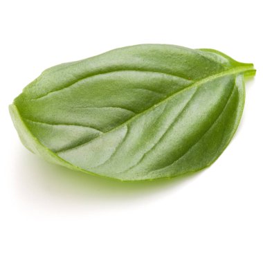 Fesleğen bitki yaprak