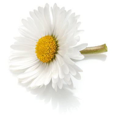 Güzel tek papatya çiçek