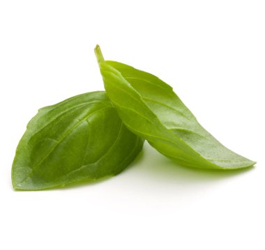 Fesleğen bitki yaprakları 