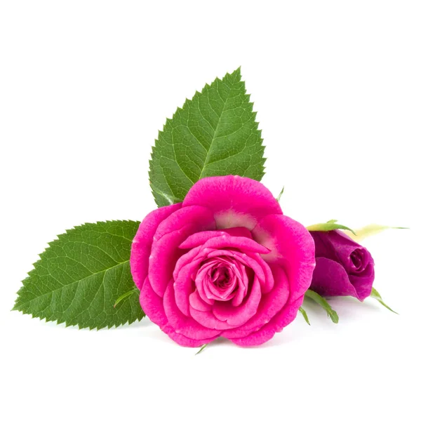 Рожева троянда квіткові голови — стокове фото