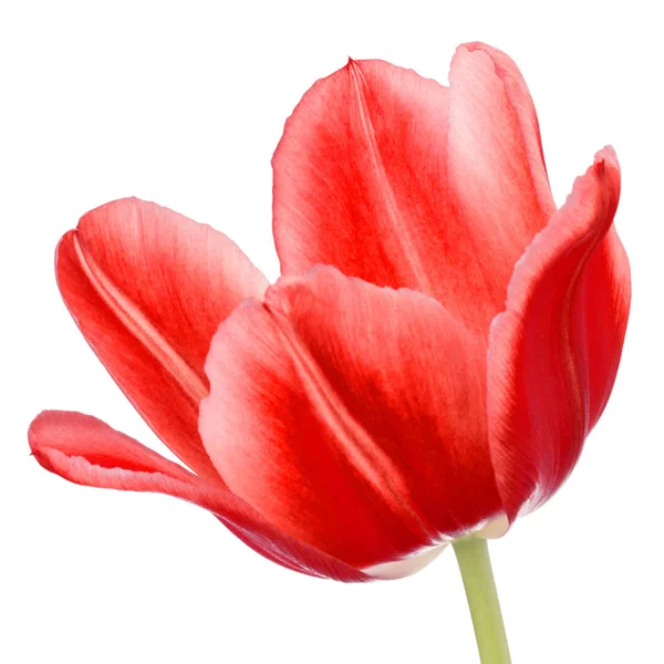 Rode tulip flower hoofd — Stockfoto