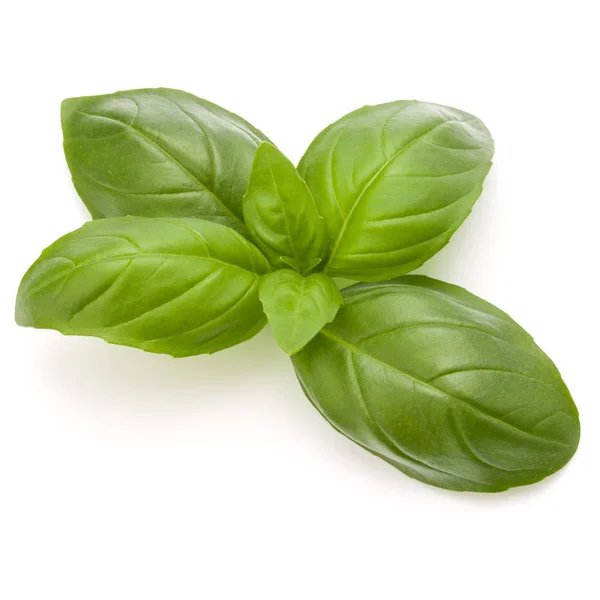 Sweet basil herb leaves — Stock Photo, Image
