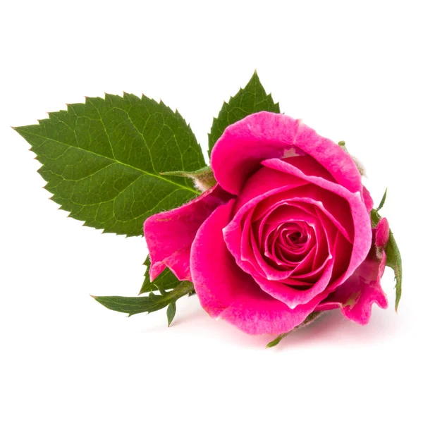 Rosa rosa flor cabeça — Fotografia de Stock