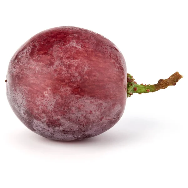 红葡萄浆果 — 图库照片