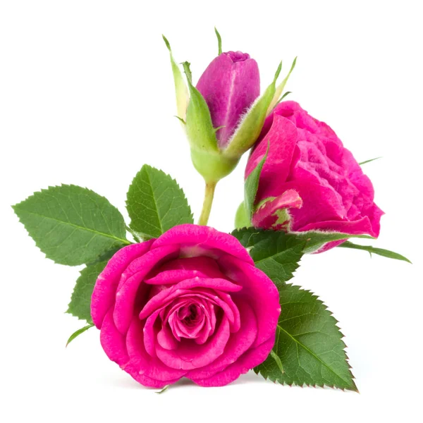 Różowa Róża Kwiat głów — Zdjęcie stockowe