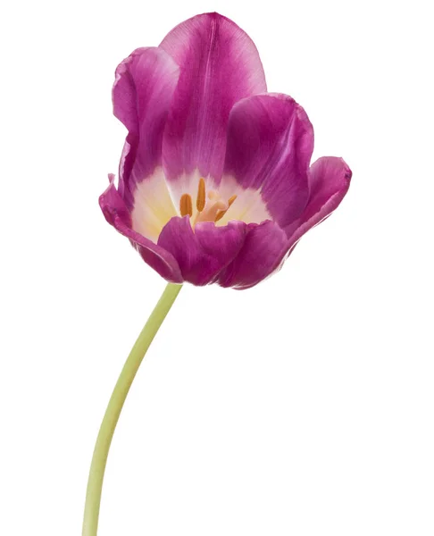 Testa di fiore di tulipano lilla — Foto Stock