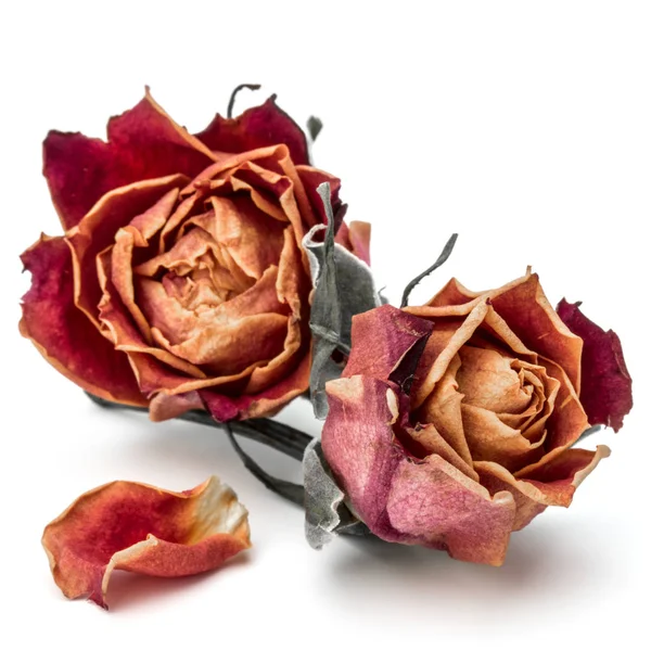 Suszona róża kwiat głów — Zdjęcie stockowe