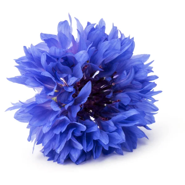 Blue Cornflower Herb — Stock Photo, Image