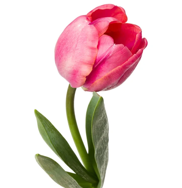 Uma flor de tulipa rosa — Fotografia de Stock