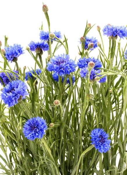 Erba di fiori di mais blu — Foto Stock