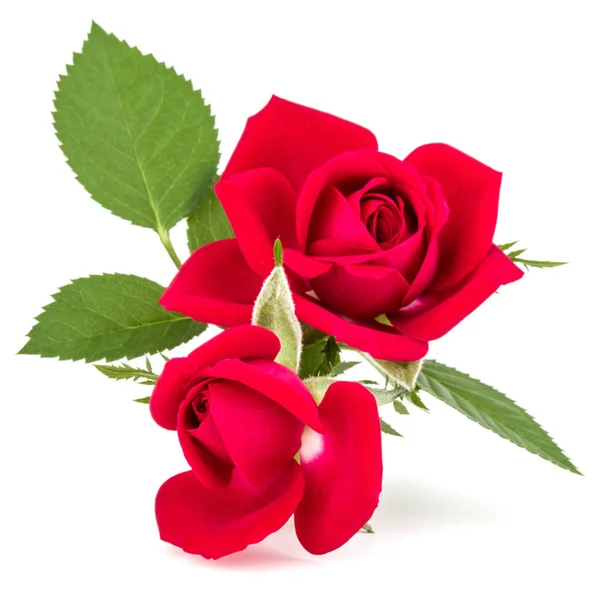 红玫瑰鲜花花束孤立 — 图库照片