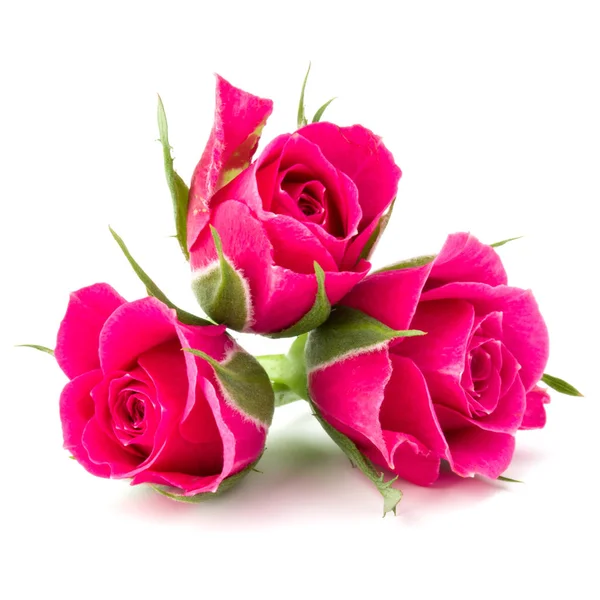 Pink rose flower heads — Stock Photo, Image