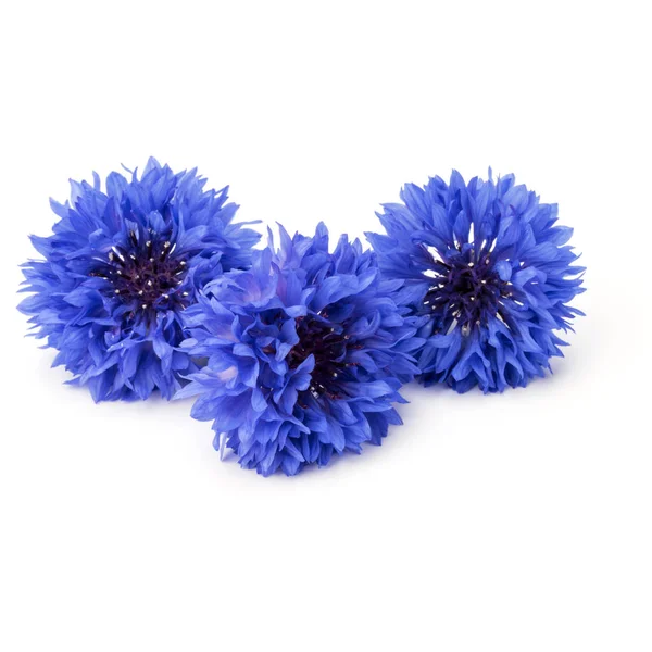 Blue Cornflowers Herb — Stock Photo, Image