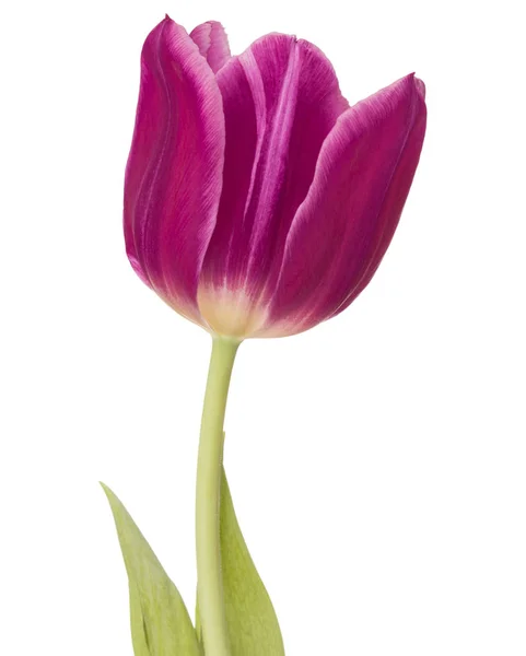 Lila Tulpenblütenkopf — Stockfoto