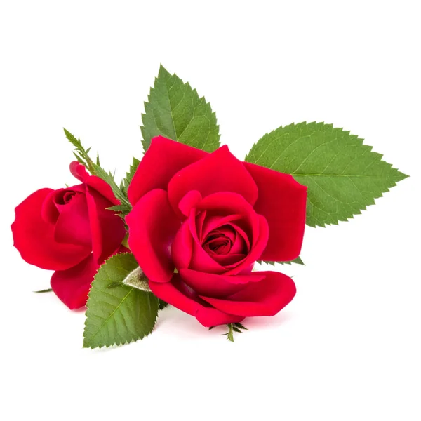 Izole kırmızı gül çiçekler buket — Stok fotoğraf