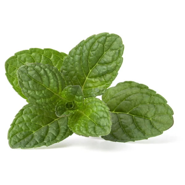 Fresh mint herb leaves — Stock Photo, Image