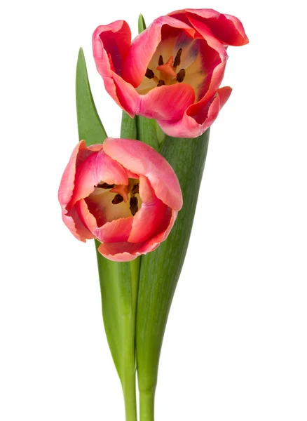 Twee roze tulp bloemen — Stockfoto