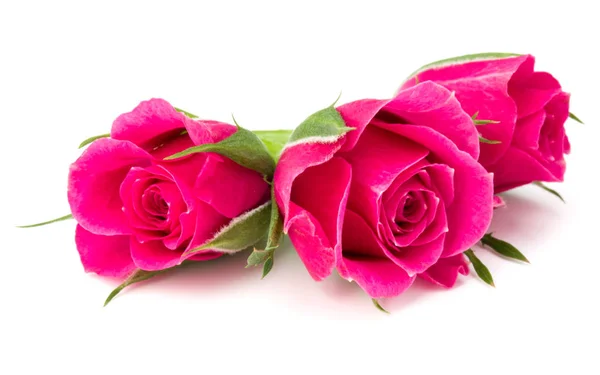 Roze roze bloemknoppen — Stockfoto