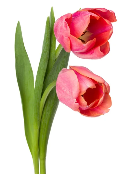 Twee roze tulp bloemen — Stockfoto
