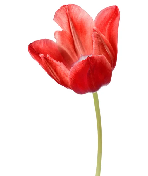 Tulipán rojo cabeza de flor —  Fotos de Stock